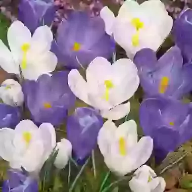 Large Flowering Mixture of Blue & White